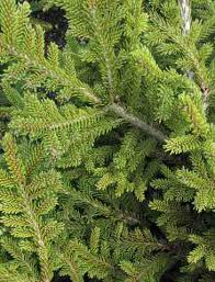 Attēlu rezultāti vaicājumam “Picea”