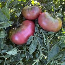Afbeeldingsresultaat voor dark purple beefsteak tomato