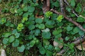 Attēlu rezultāti vaicājumam “Chrysosplenium alternifolium fruit”