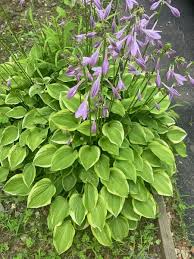 Attēlu rezultāti vaicājumam “Hosta sp. flower”