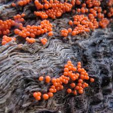 Attēlu rezultāti vaicājumam “Trichia sp.”