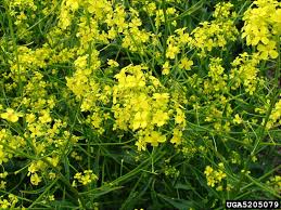 Attēlu rezultāti vaicājumam “Bunias orientalis bud”