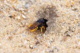 Attēlu rezultāti vaicājumam “Bembix rostrata”