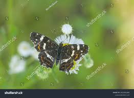 Attēlu rezultāti vaicājumam “Araschnia levana underside”