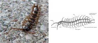 Attēlu rezultāti vaicājumam “Myriapoda”