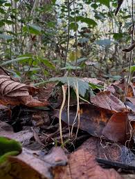 Attēlu rezultāti vaicājumam “Macrotyphula juncea”