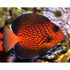 Image result for Ctenochaetus hawaiiensis