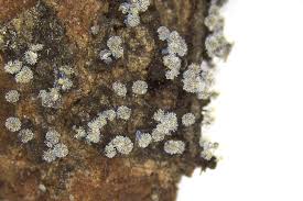 Attēlu rezultāti vaicājumam “Badhamia capsulifera spores”