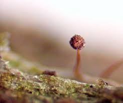 Attēlu rezultāti vaicājumam “Cribraria oregana spores”