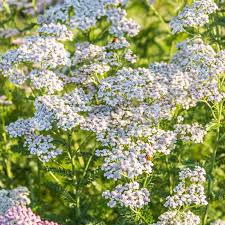 Attēlu rezultāti vaicājumam “Achillea salicifolia flower”