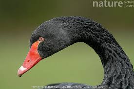 Attēlu rezultāti vaicājumam “Cygnus atratus”