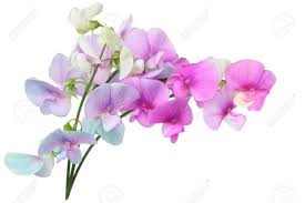 Attēlu rezultāti vaicājumam “Lathyrus palustris flower”