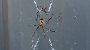 Image result for st andrews cross spider