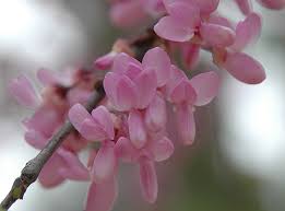 Attēlu rezultāti vaicājumam “Cercis siliquastrum”