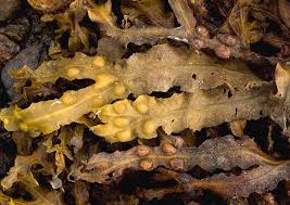 Attēlu rezultāti vaicājumam “Fucus vesiculosus”