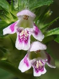 Attēlu rezultāti vaicājumam “Galeopsis tetrahit”