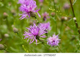 Attēlu rezultāti vaicājumam “Centaurea jacea flower”