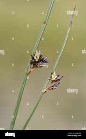 Attēlu rezultāti vaicājumam “Juncus balticus”