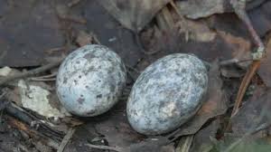 Attēlu rezultāti vaicājumam “Caprimulgus europaeus eggs”