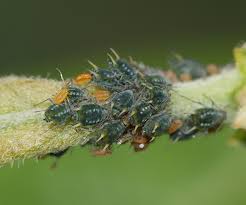 Attēlu rezultāti vaicājumam “Aphis farinosa”