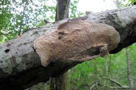 Attēlu rezultāti vaicājumam “Phlebia rufa”