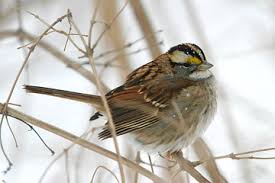 Image result for Zonotrichia albicollis