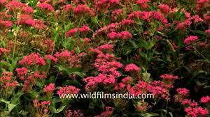 Attēlu rezultāti vaicājumam “Silene viscaria”