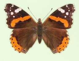 Attēlu rezultāti vaicājumam “Vanessa atalanta underside”