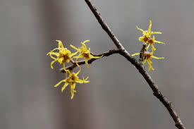 Attēlu rezultāti vaicājumam “Hamamelis japonica”
