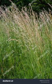 Attēlu rezultāti vaicājumam “Poa trivialis”