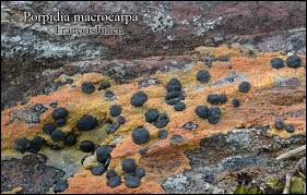 Attēlu rezultāti vaicājumam “Porpidia macrocarpa”