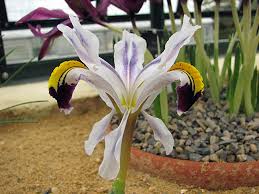 Attēlu rezultāti vaicājumam “Iris rosenbachiana flower”