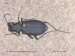 Attēlu rezultāti vaicājumam “Cicindela sylvatica imago”