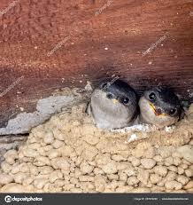 Attēlu rezultāti vaicājumam “Delichon urbicum nest”