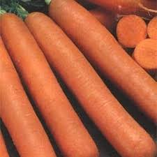 Attēlu rezultāti vaicājumam “Daucus sativus”