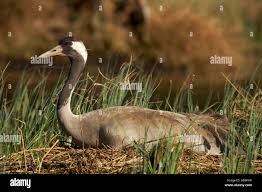 Attēlu rezultāti vaicājumam “Grus grus nest”