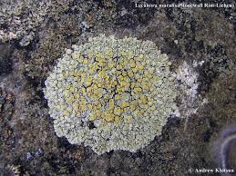 Attēlu rezultāti vaicājumam “Lecanora muralis”