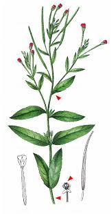 Image result for Weidenröschen