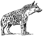 Hyena coloring page