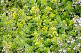 Image result for Thymian