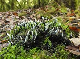 Attēlu rezultāti vaicājumam “Xylaria”