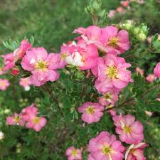 Attēlu rezultāti vaicājumam “Potentilla”