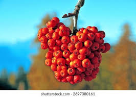 Attēlu rezultāti vaicājumam “Sorbus aucuparia fruit”