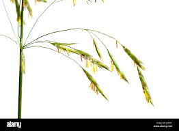 Attēlu rezultāti vaicājumam “Bromopsis inermis”