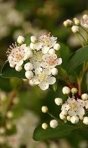 Attēlu rezultāti vaicājumam “Aronia melanocarpa flower”