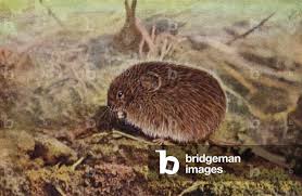 Attēlu rezultāti vaicājumam “Microtus agrestis”