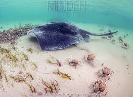 Image result for Bathytoshia brevicaudata