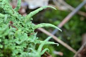 Attēlu rezultāti vaicājumam “Cladonia coniocraea”