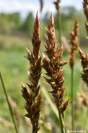 Attēlu rezultāti vaicājumam “Carex appropinquata”