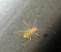 Attēlu rezultāti vaicājumam “Drepanosiphum platanoidis exuvia”